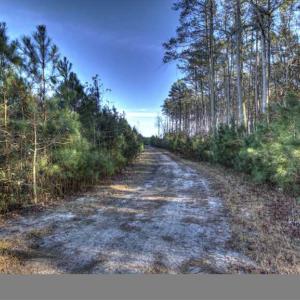 Photo of SOLD!  761 Acres of Hunting Land For Sale in Accomack County VA!