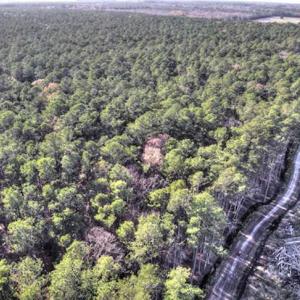 Photo of SOLD!  761 Acres of Hunting Land For Sale in Accomack County VA!