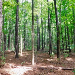 Photo of UNDER CONTRACT!  30 Acres of Timber and Hunting Land For Sale in Nash County NC!