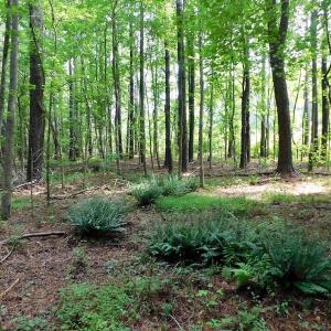 Photo of UNDER CONTRACT!  30 Acres of Timber and Hunting Land For Sale in Nash County NC!
