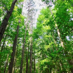 Photo of UNDER CONTRACT!  30 Acres of Timber and Hunting Land For Sale in Nash County NC!