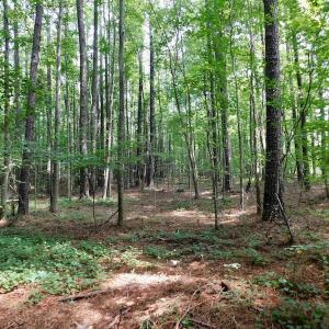Photo of UNDER CONTRACT!  30 Acres of Timber and Hunting Land For Sale in Nash County NC!