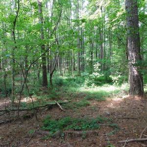 Photo of UNDER CONTRACT!  30 Acres of Timber and Hunting Land For Sale in Nash County NC!
