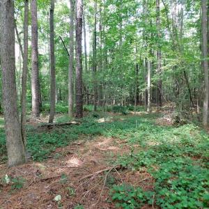 Photo of UNDER CONTRACT!  30 Acres of Timber and Hunting Land For Sale in Nash County NC!