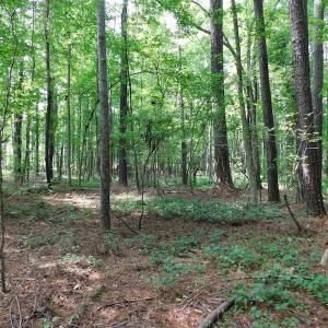 Photo of UNDER CONTRACT!  30 Acres of Timber and Hunting Land For Sale in Nash County NC!