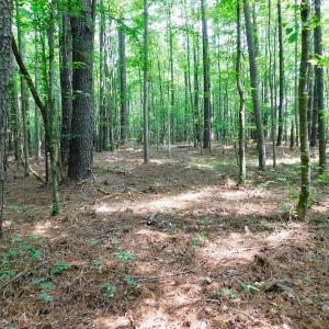 Photo of UNDER CONTRACT!  30 Acres of Timber and Hunting Land For Sale in Nash County NC!