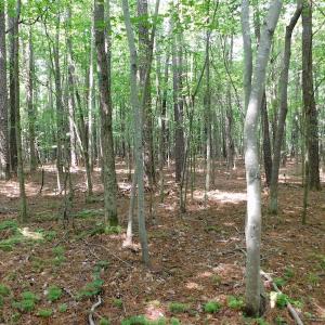 Photo of UNDER CONTRACT!  30 Acres of Timber and Hunting Land For Sale in Nash County NC!