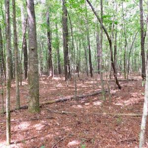 Photo of UNDER CONTRACT!  30 Acres of Timber and Hunting Land For Sale in Nash County NC!