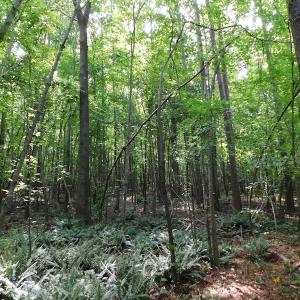 Photo of UNDER CONTRACT!  30 Acres of Timber and Hunting Land For Sale in Nash County NC!
