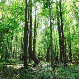 Photo of UNDER CONTRACT!  30 Acres of Timber and Hunting Land For Sale in Nash County NC!