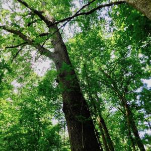 Photo of UNDER CONTRACT!  30 Acres of Timber and Hunting Land For Sale in Nash County NC!