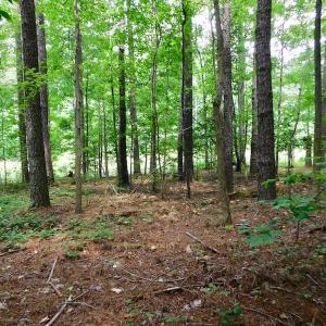 Photo of UNDER CONTRACT!  30 Acres of Timber and Hunting Land For Sale in Nash County NC!