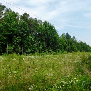 Photo of UNDER CONTRACT!  30 Acres of Timber and Hunting Land For Sale in Nash County NC!