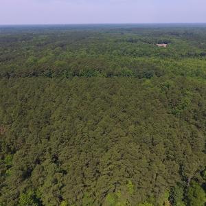 Photo of UNDER CONTRACT!  30 Acres of Timber and Hunting Land For Sale in Nash County NC!