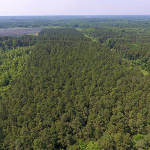 Photo of UNDER CONTRACT!  30 Acres of Timber and Hunting Land For Sale in Nash County NC!