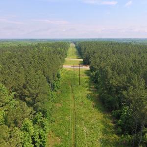 Photo of UNDER CONTRACT!  40 Acres of Timber and Hunting Land For Sale in Nash County NC!