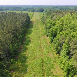 Photo of UNDER CONTRACT!  40 Acres of Timber and Hunting Land For Sale in Nash County NC!