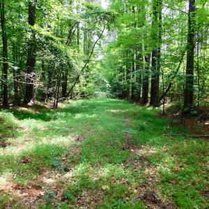 Photo of UNDER CONTRACT!  40 Acres of Timber and Hunting Land For Sale in Nash County NC!