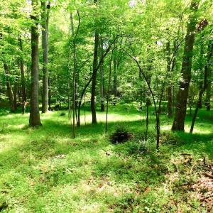 Photo of UNDER CONTRACT!  40 Acres of Timber and Hunting Land For Sale in Nash County NC!