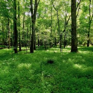 Photo of UNDER CONTRACT!  40 Acres of Timber and Hunting Land For Sale in Nash County NC!