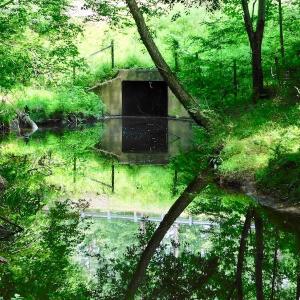 Photo of UNDER CONTRACT!  40 Acres of Timber and Hunting Land For Sale in Nash County NC!