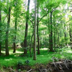 Photo of UNDER CONTRACT!  40 Acres of Timber and Hunting Land For Sale in Nash County NC!