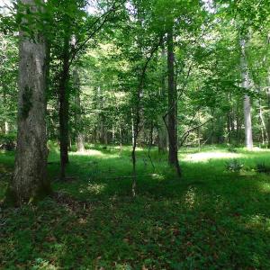 Photo of UNDER CONTRACT!  40 Acres of Timber and Hunting Land For Sale in Nash County NC!