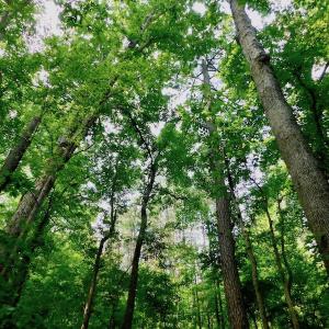 Photo of UNDER CONTRACT!  40 Acres of Timber and Hunting Land For Sale in Nash County NC!