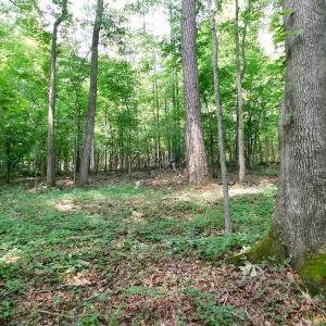 Photo of UNDER CONTRACT!  40 Acres of Timber and Hunting Land For Sale in Nash County NC!
