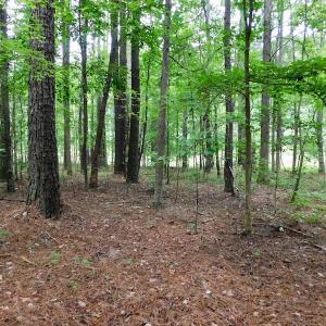 Photo of UNDER CONTRACT!  40 Acres of Timber and Hunting Land For Sale in Nash County NC!