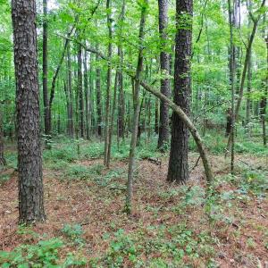 Photo of UNDER CONTRACT!  40 Acres of Timber and Hunting Land For Sale in Nash County NC!