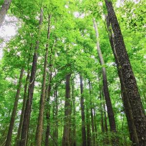 Photo of UNDER CONTRACT!  40 Acres of Timber and Hunting Land For Sale in Nash County NC!