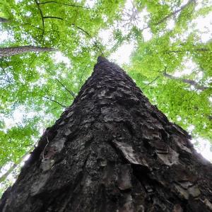 Photo of UNDER CONTRACT!  40 Acres of Timber and Hunting Land For Sale in Nash County NC!