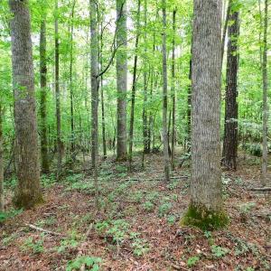 Photo of UNDER CONTRACT!  40 Acres of Timber and Hunting Land For Sale in Nash County NC!