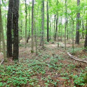Photo of UNDER CONTRACT!  40 Acres of Timber and Hunting Land For Sale in Nash County NC!