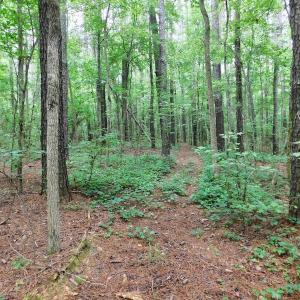Photo of UNDER CONTRACT!  40 Acres of Timber and Hunting Land For Sale in Nash County NC!