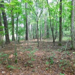 Photo of UNDER CONTRACT!  40 Acres of Timber and Hunting Land For Sale in Nash County NC!