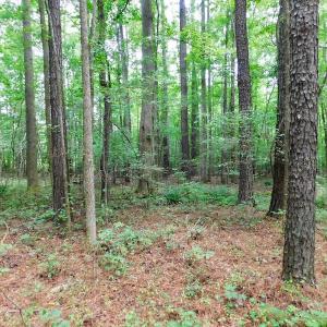 Photo of UNDER CONTRACT!  40 Acres of Timber and Hunting Land For Sale in Nash County NC!