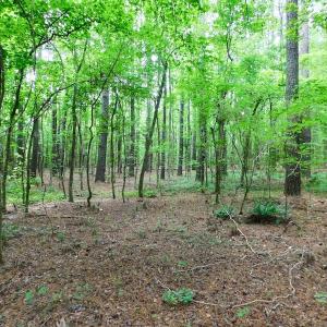 Photo of UNDER CONTRACT!  40 Acres of Timber and Hunting Land For Sale in Nash County NC!