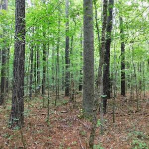Photo of UNDER CONTRACT!  40 Acres of Timber and Hunting Land For Sale in Nash County NC!