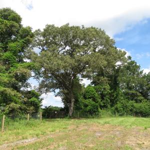 Photo of UNDER CONTRACT!  8 Acres of Residential and Hunting Land For Sale in Brunswick County NC!