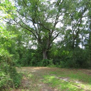 Photo of UNDER CONTRACT!  8 Acres of Residential and Hunting Land For Sale in Brunswick County NC!