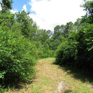 Photo of UNDER CONTRACT!  8 Acres of Residential and Hunting Land For Sale in Brunswick County NC!