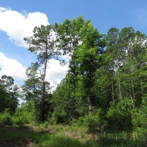 Photo of UNDER CONTRACT!  8 Acres of Residential and Hunting Land For Sale in Brunswick County NC!