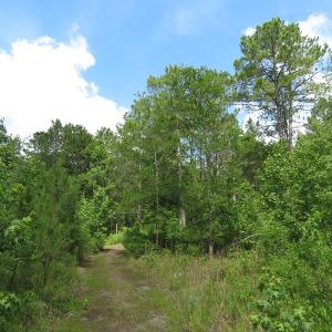 Photo of UNDER CONTRACT!  8 Acres of Residential and Hunting Land For Sale in Brunswick County NC!