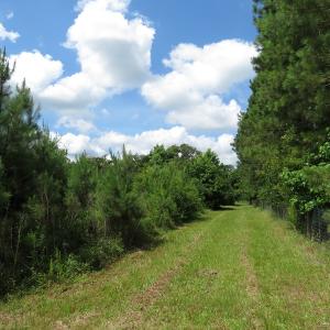 Photo of UNDER CONTRACT!  8 Acres of Residential and Hunting Land For Sale in Brunswick County NC!