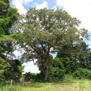 Photo of UNDER CONTRACT!  8 Acres of Residential and Hunting Land For Sale in Brunswick County NC!