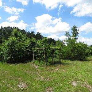 Photo of UNDER CONTRACT!  8 Acres of Residential and Hunting Land For Sale in Brunswick County NC!