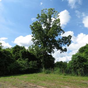 Photo of UNDER CONTRACT!  8 Acres of Residential and Hunting Land For Sale in Brunswick County NC!