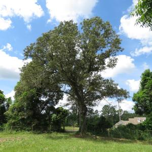 Photo of UNDER CONTRACT!  8 Acres of Residential and Hunting Land For Sale in Brunswick County NC!